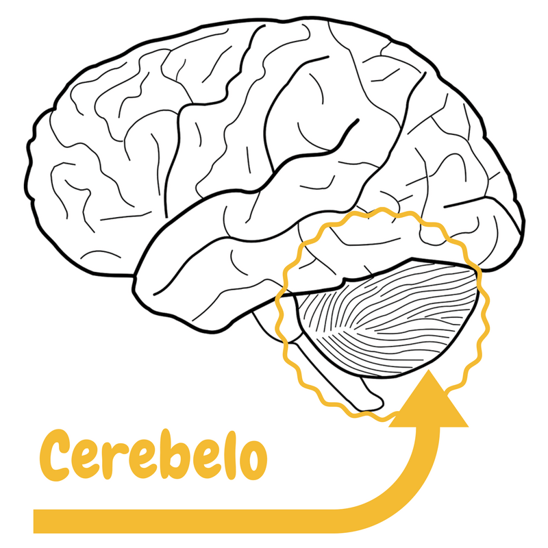Síndrome Cerebeloso | Síntomas,diagnóstico y tratamiento.