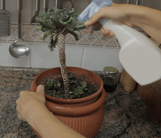 Pesticida casero para plantas