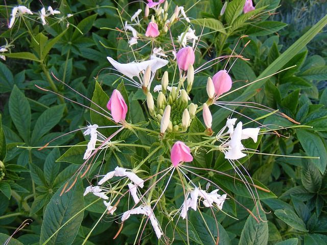 raiz jabonera saponaria