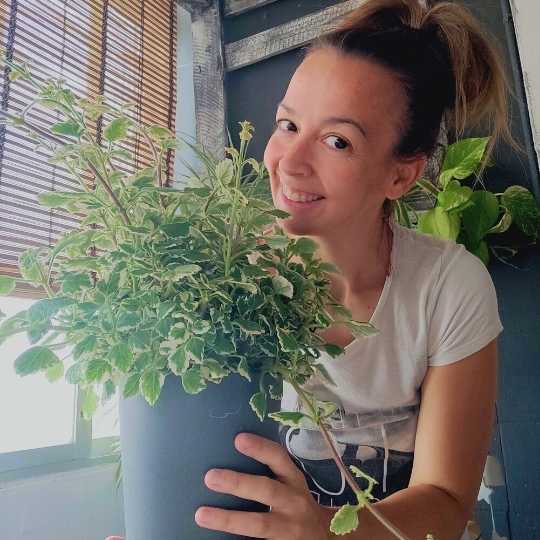 Planta de incienso