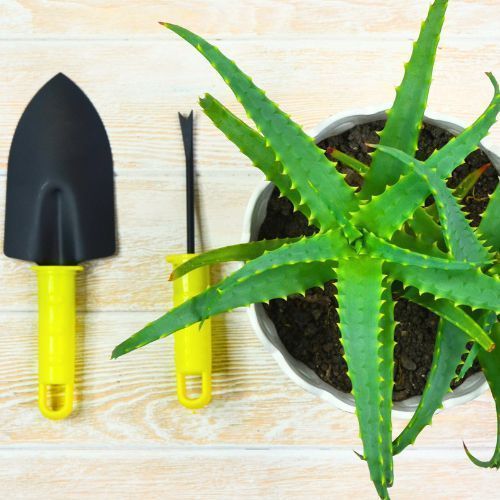 Cómo cultivar aloe vera