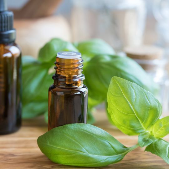 Aceite esencial de albahaca