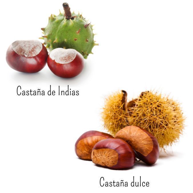 Las Castañas: un tesoro en la salud y cosmética