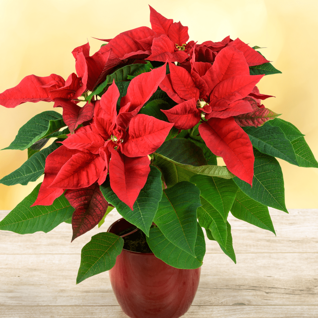 Cómo cuidar la planta de Navidad