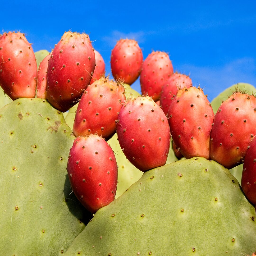 Propiedades de la chumbera o nopal